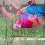 Live Male Betta Candy Nemo Giants Plakat (Sky-1177) High quality what you see what you get!!