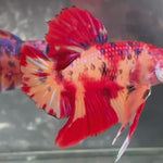 Live Male Betta Red Yellow Nemo Duo colors Giants Plakat (TNK-A580) S319 High quality What you see What you get!!
