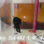 Live Male Betta Black copper Galaxy Plakat (Sky-544)High quality what you see what you get!!