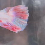 Live Male Betta Fancy Light Pastel Colors Over Halfmoon (TNK-A341) High quality What you see What you get!!