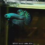 Live Male Betta Green Alien Hybrid Wild Plakat (DET-217) S222 High quality what you see what you get!!