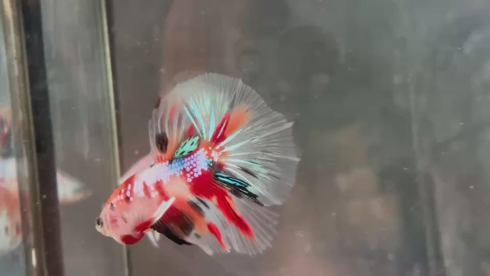 Live Male Betta Galaxy Koi Halfmoon (TNK-A802) High quality what you see what you get!!
