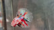 Live Male Betta Galaxy Koi Halfmoon (TNK-A802) High quality what you see what you get!!