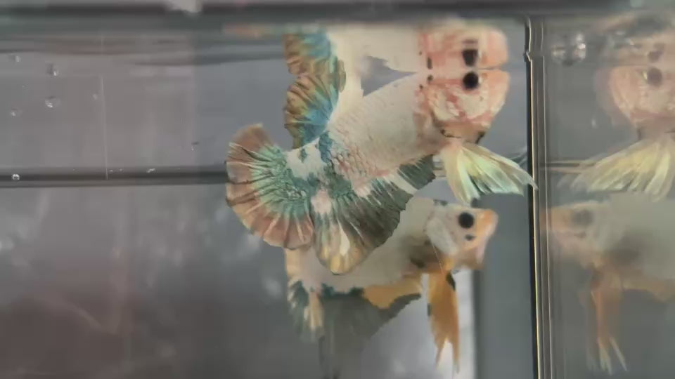 Live Male Betta Copper Rim Marble Plakat (TNK-A751) High quality What you see What you get!!
