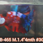 H Live Male Betta Galaxy Koi Plakat (JUB-465) What you see what you get!