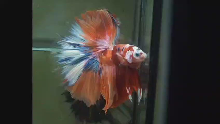 Live Male Betta Orange Nemo Koi Halfmoon (MKP-523) High quality what you see what you get!!