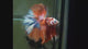 Live Male Betta Orange Nemo Koi Halfmoon (MKP-523) High quality what you see what you get!!