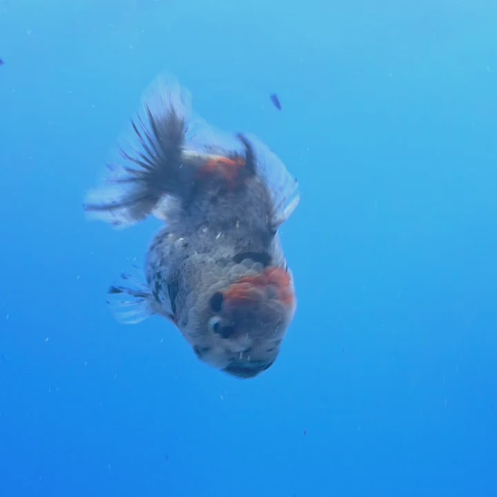 Thai Oranda Gray Kirin Tiger Godzilla 3.5 inch Body Female (FEB-935)BLUETUBC