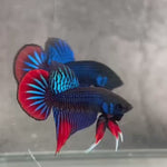 Live Male Betta Blue Red Imbellis Hybrid Wild Plakat (BID-185) High quality what you see what you get!!