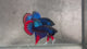 Live Male Betta Blue Red Imbellis Hybrid Wild Plakat (BID-185) S255 High quality what you see what you get!!
