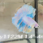 Live Male Betta Fancy Yellow Light colors Halfmoon Rosetail (Sky-1122)S219 High quality What you see What you get!!