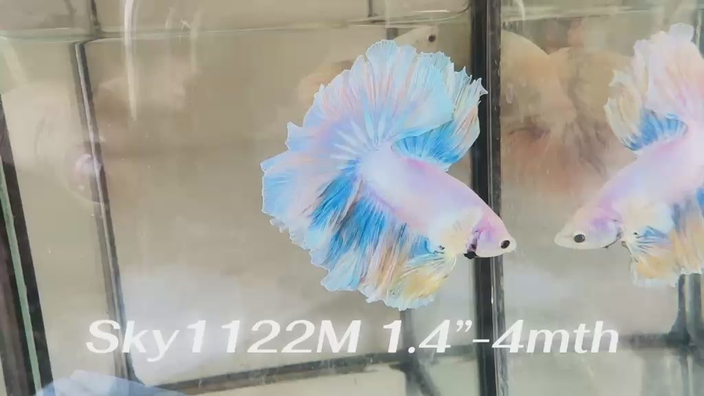 Live Male Betta Fancy Yellow Light colors Halfmoon Rosetail (Sky-1122) High quality What you see What you get!!