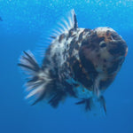 Thai Oranda Tri-Color Tiger 4" Male(NKT-CK-1574)BLUETUB-B