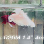 Live Male Betta Super White Solid color Over Halfmoon (Sky-626) High quality what you see what you get!!