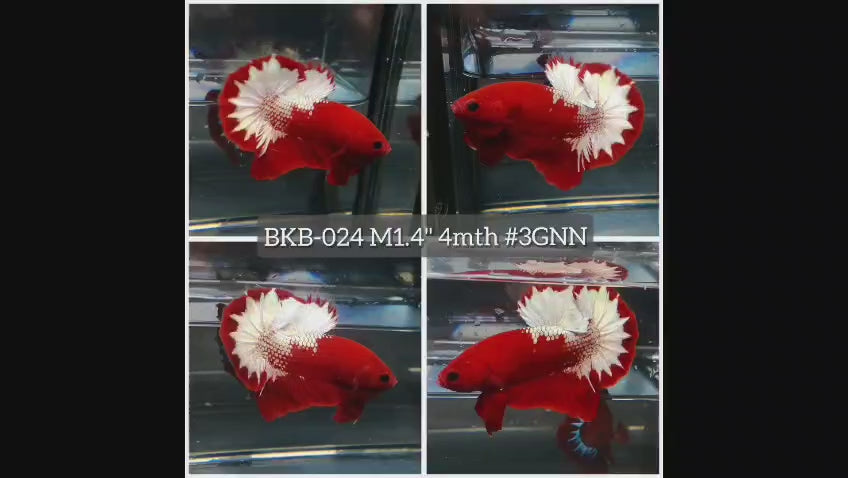 Live Male Betta Fancy Red Hellboy Startail Plakat (BKB-024) High quality what you see what you get!!