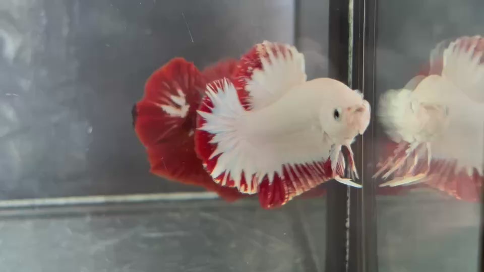 Live Male Betta Red Snow Dragon Plakat (TNK-A821) High quality what you see what you get!!