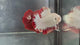 Live Male Betta Red Snow Dragon Plakat (TNK-A821) High quality what you see what you get!!