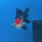 Thai Oranda Tri-Color 3” Male(CK-1621)R1A02