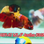 H Live Male Betta Red Nemo Koi Plakat (NAW-147) what you see what you get!