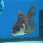 Thai Oranda Tri-Color 2.5” Male (CK-1558)R3A12