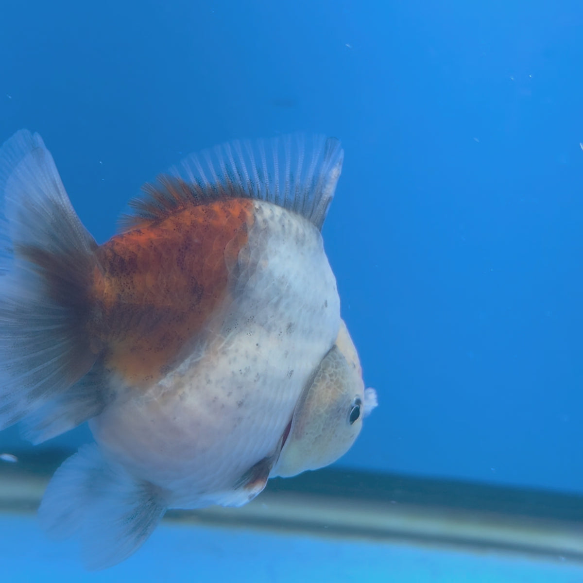 Thai Oranda Calico Sakura Shogun Farm 3" Body Female (FEB-829)R3B19
