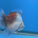 Thai Oranda Calico Sakura Shogun Farm 3" Body Female (FEB-829)R3B19