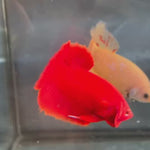 Live Male Betta Super Red Solid color Plakat (KSA-A591)High quality what you see what you get!!