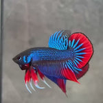 Live Male Betta Blue Red Imbellis Hybrid Wild Plakat (BID-180) High quality what you see what you get!!