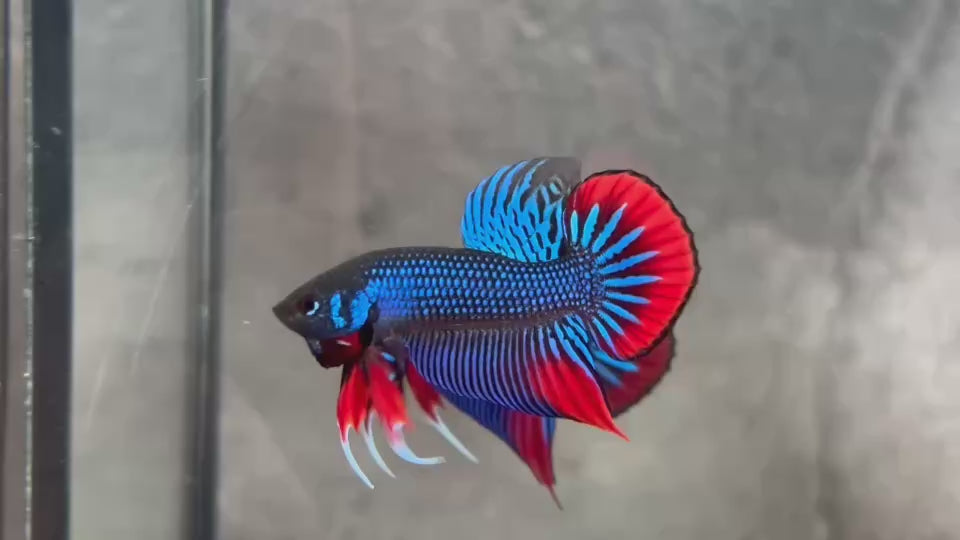 Live Male Betta Blue Red Imbellis Hybrid Wild Plakat (BID-180)S245 High quality what you see what you get!!