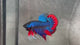 Live Male Betta Blue Red Imbellis Hybrid Wild Plakat (BID-180)S245 High quality what you see what you get!!