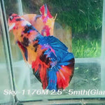 Live Male Betta Galaxy Koi Giants Plakat (Sky-1176) High quality what you see what you get!!