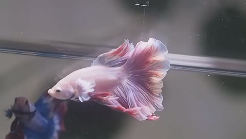 Live Male Betta Fancy Light colors Halfmoon Rosetail (MKP-720) High quality what you see what you get!!