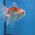 Thai Oranda Lemon Head Red and White 4" Body male 9mths(FEB-576)R2A02