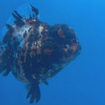 Thai Oranda Tri-Color Tiger 4" Female(NKT-CK-1577)BLUETUB-B