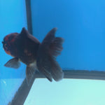 Thai Oranda Apache 2.5” Male(FEB-677)R3B01