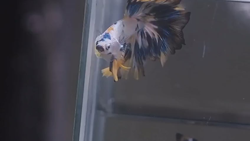 Live Male Betta Fancy Marble Halfmoon (MKP-711) High quality what you see what you get!!