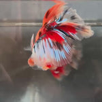 Live Male Betta Orange Galaxy Nemo Over Halfmoon (TNK-A186)High quality What you see What you get!!