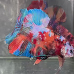 Live Male Betta Galaxy Nemo Giants Plakat (TNK-A581) S320 High quality What you see What you get!!