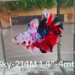 Live Male Betta Fancy Red Koi Halfmoon (Sky-214) High quality what you see what you get!!
