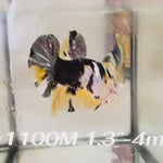 Live Male Betta Yellow Copper Koi Plakat (Sky-1100)S331 High quality what you see what you get!!