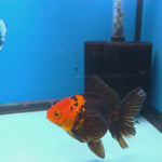 Thai Oranda Jumbo Breed Apache 3.5" Body Female (FEB-609)