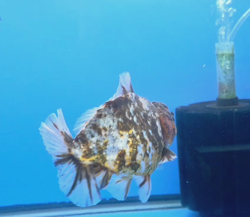 Thai Oranda Dark Tiger Godzilla 4 inch Body Female (FEB-933)BLUETUBC