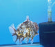 Thai Oranda Dark Tiger Godzilla 4 inch Body Female (FEB-933)BLUETUBC