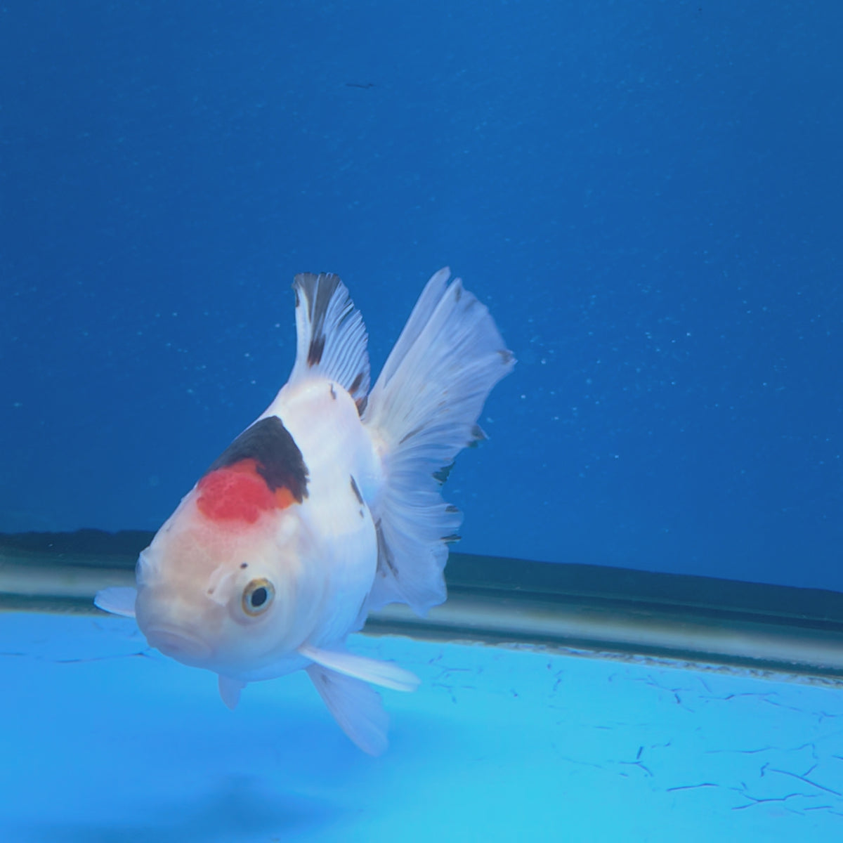 Thai Oranda Lemonhead Tri-Color/Panda 3.00" Body Female (FEB-800)R1B03
