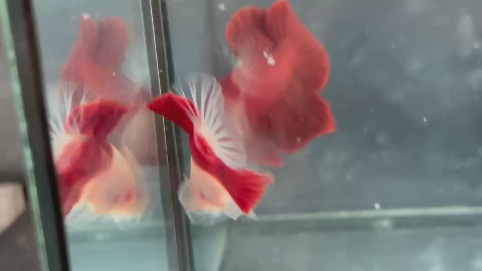 Live Male Betta Classic Red Marking Koi Plakat (TNK-A820) High quality what you see what you get!!
