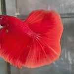 Live Male Betta Super Orange Solid Color Over Halfmoon (TNK-A665)S245 High quality what you see what you get!!