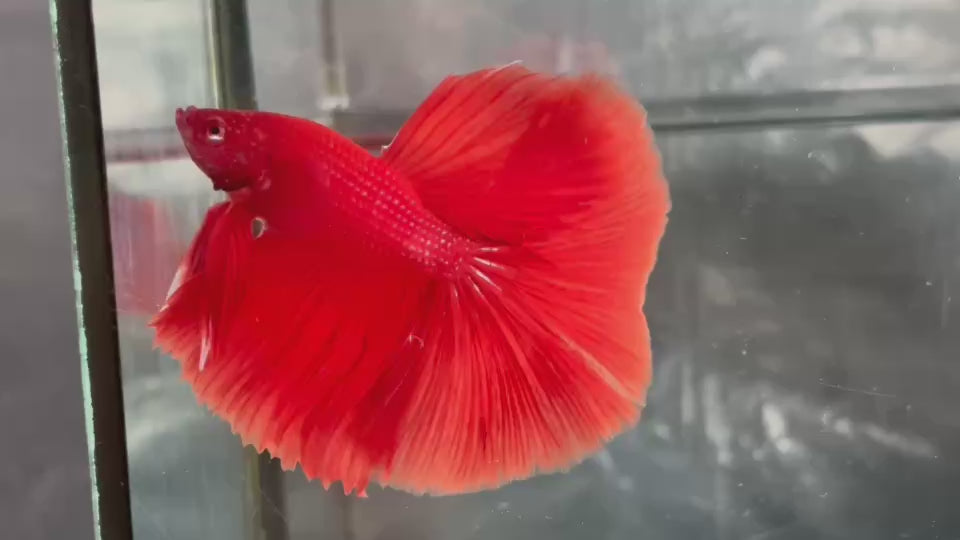 Live Male Betta Super Orange Solid Color Over Halfmoon (TNK-A665) High quality what you see what you get!!