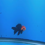 Thai Oranda Apache Red Cap Black 2in Female (FEB-549)R3B17