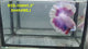 Live Male Betta Purple Butterfly Halfmoon (RSS-106) High quality what you see what you get!!