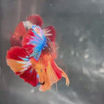 Live Male Betta Nemo Galaxy Plakat (TNK-A700) High quality what you see what you get!!